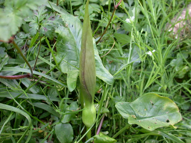 Arum italicum e Arum maculatum